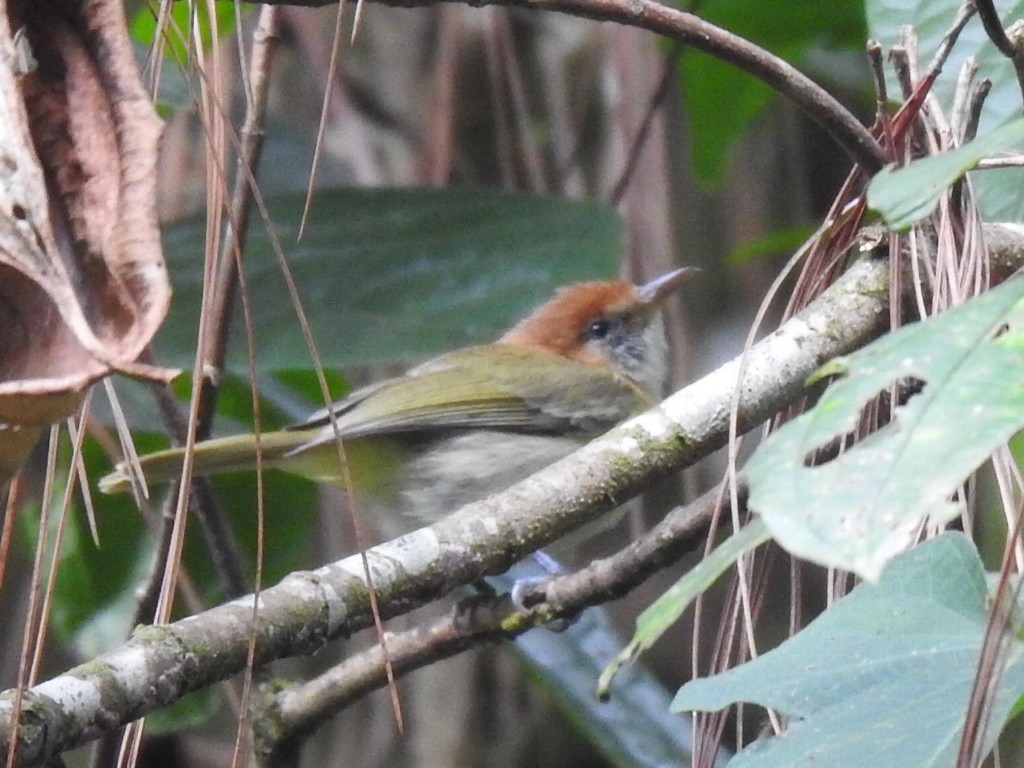 Rufous-naped Greenlet - ML616517627