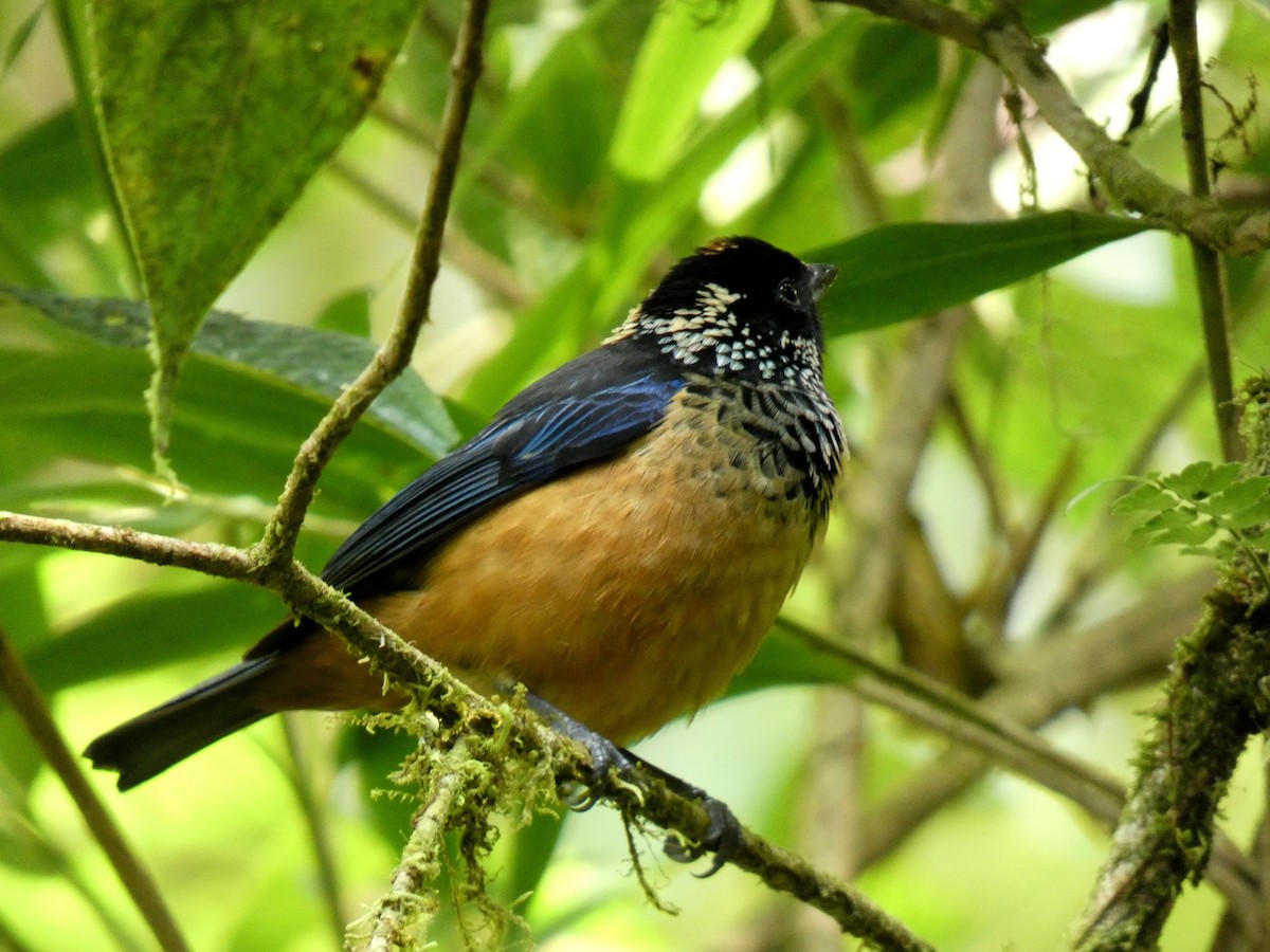 Spangle-cheeked Tanager - ML616517659