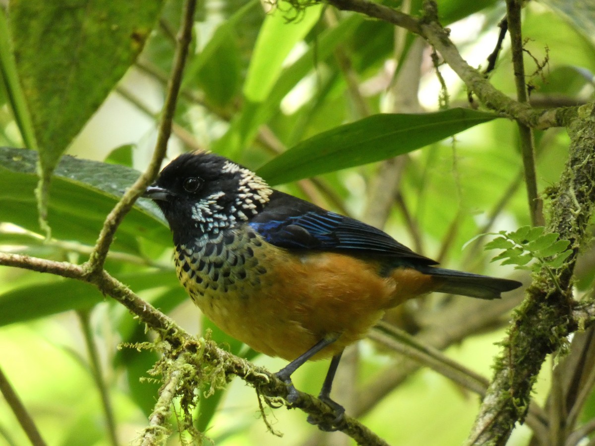 Spangle-cheeked Tanager - ML616517660