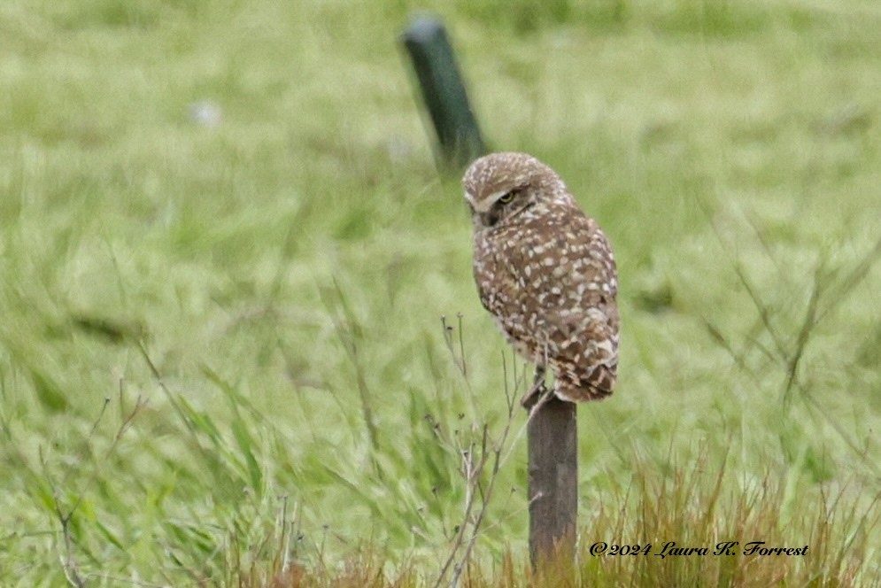Burrowing Owl - ML616517678