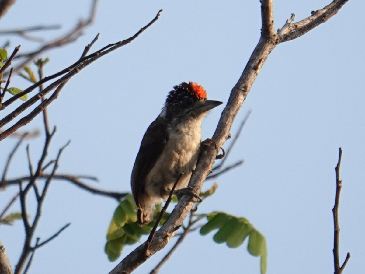 White-bellied Piculet (White-bellied) - ML616517817