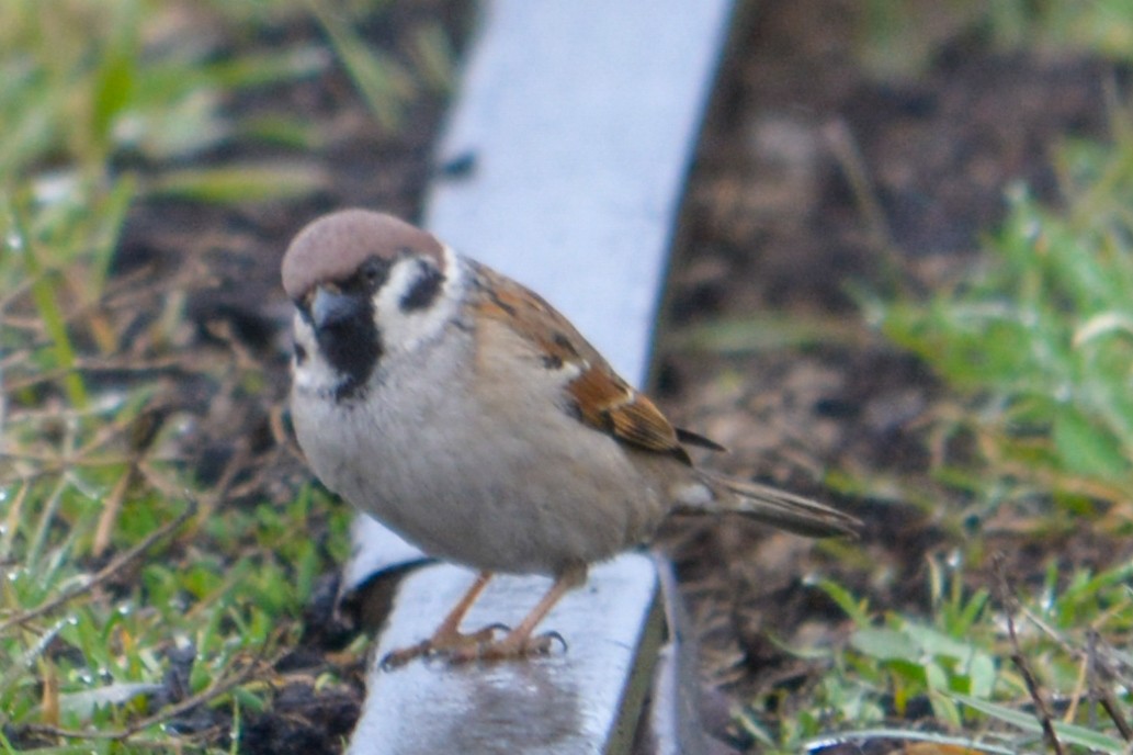 Eurasian Tree Sparrow - ML616517862