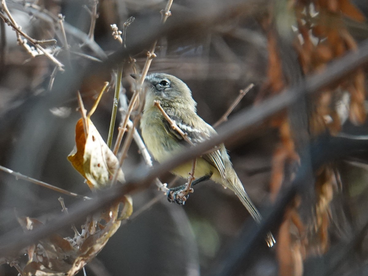 Pale-tipped Tyrannulet - ML616517887