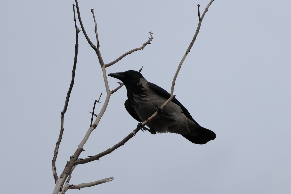 Hooded Crow - ML616517890