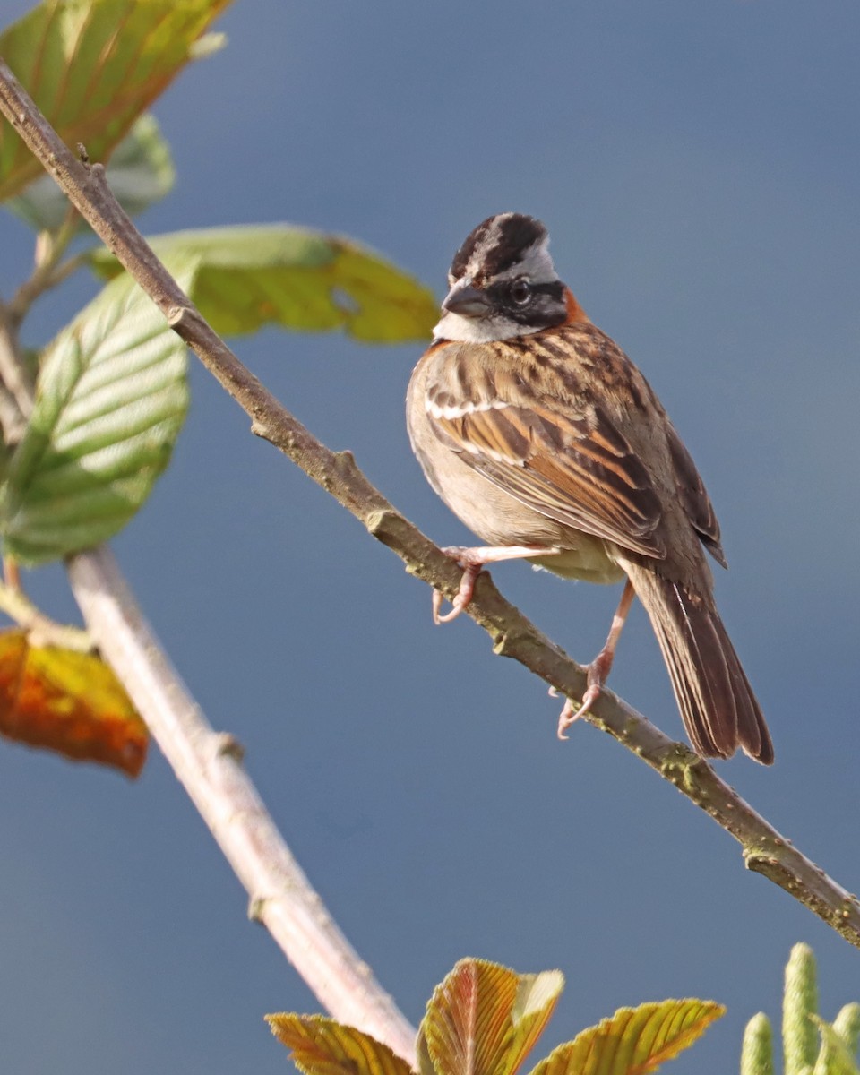 Rufous-collared Sparrow (Rufous-collared) - ML616517916