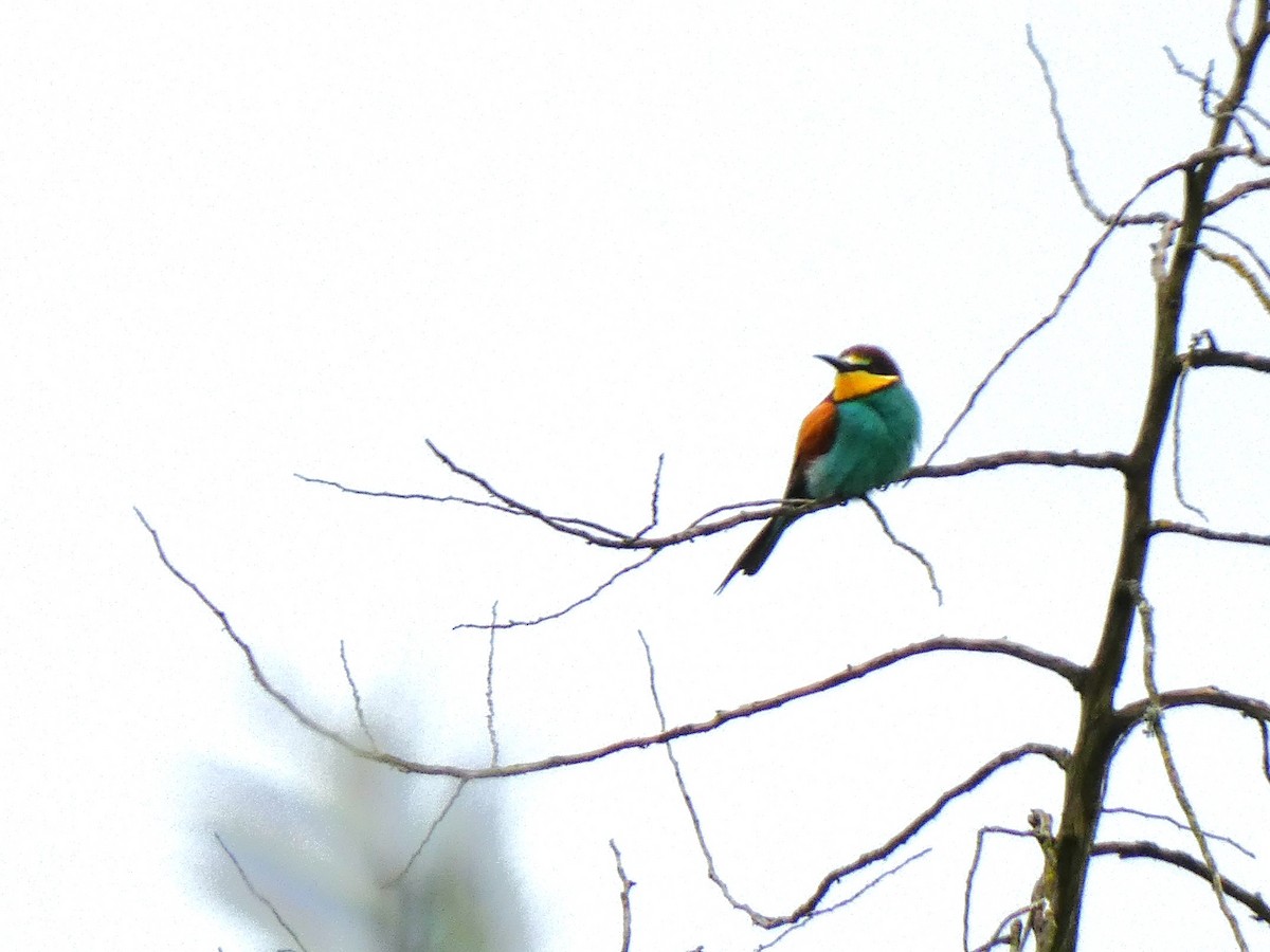 European Bee-eater - ML616517938