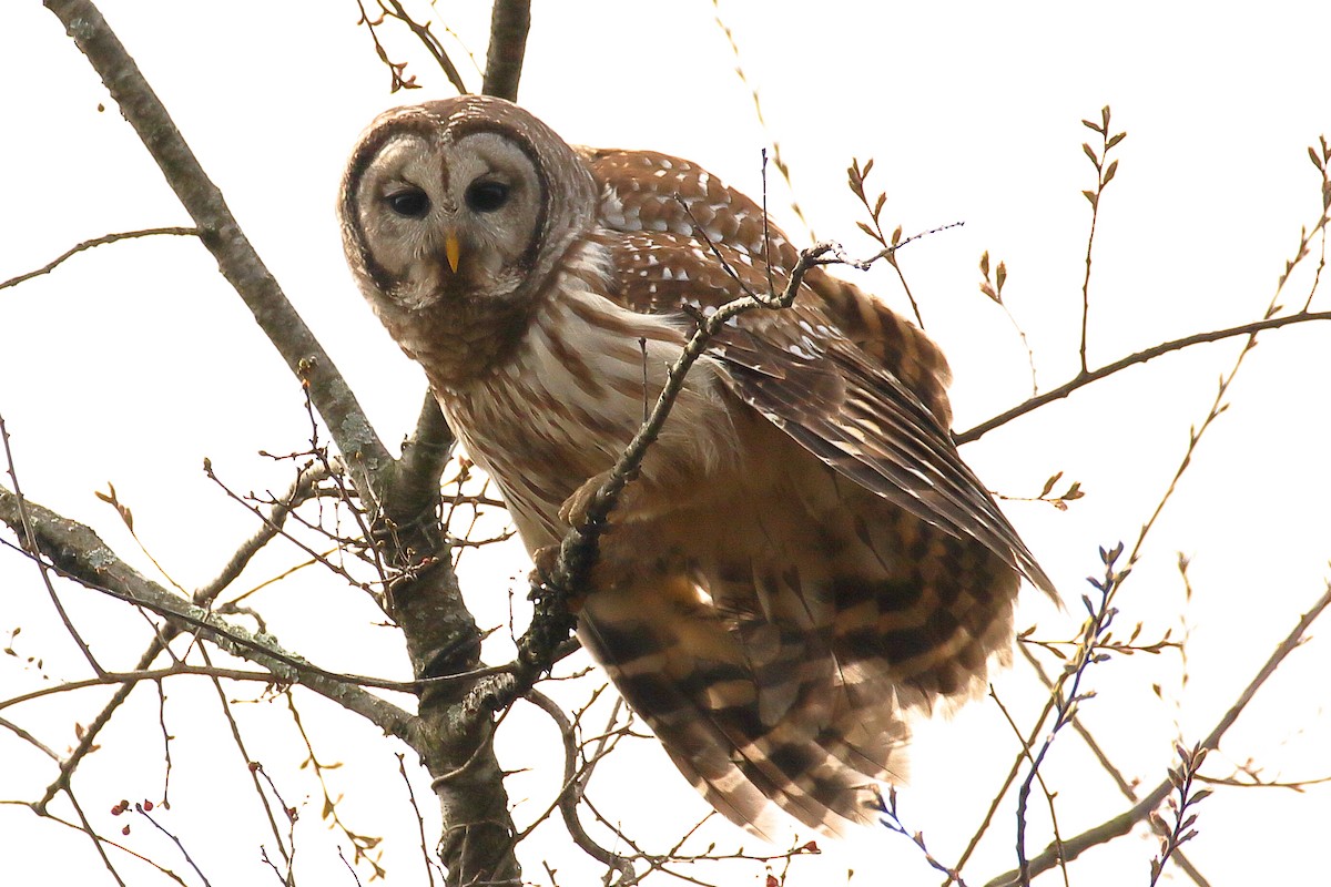 Barred Owl - ML616517982
