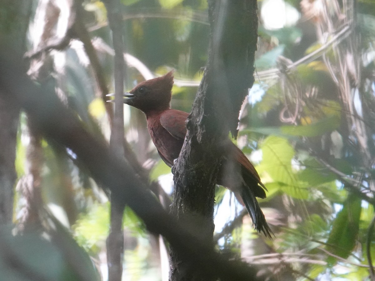 Chestnut Woodpecker - ML616518164