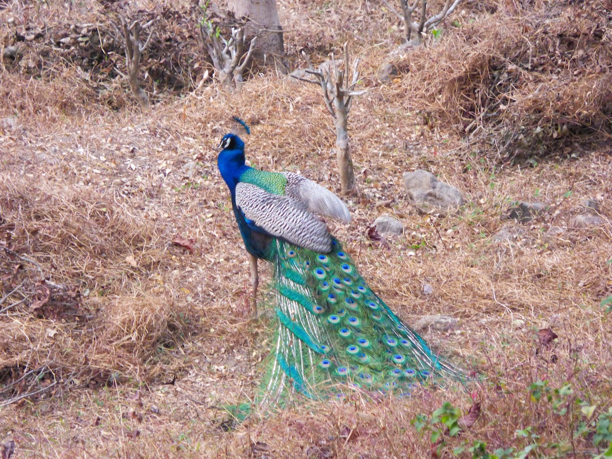 Indian Peafowl - ML616518208