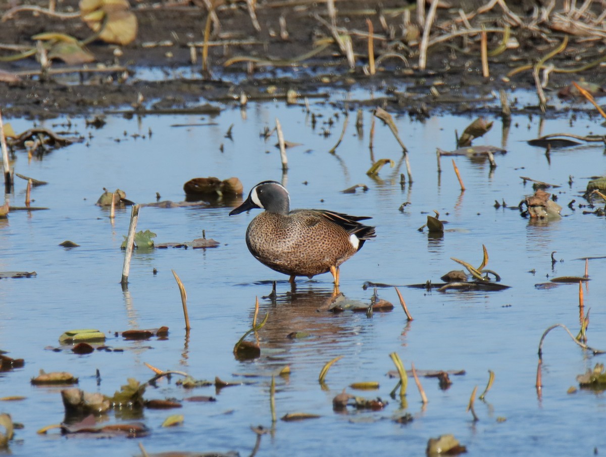 Blue-winged Teal - ML616518215