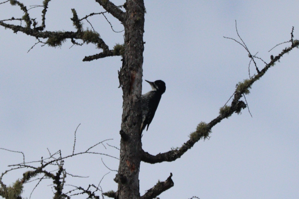 Black-backed Woodpecker - ML616518220