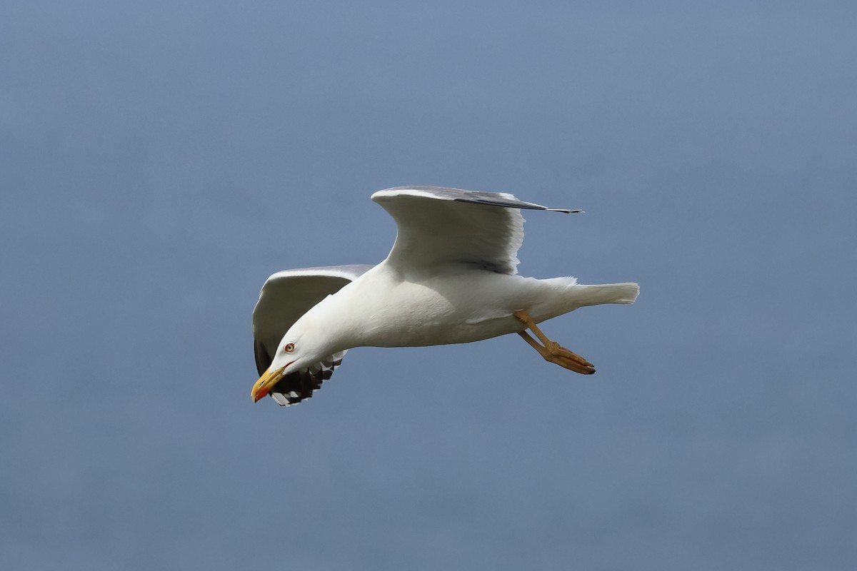 Yellow-legged Gull - ML616518230