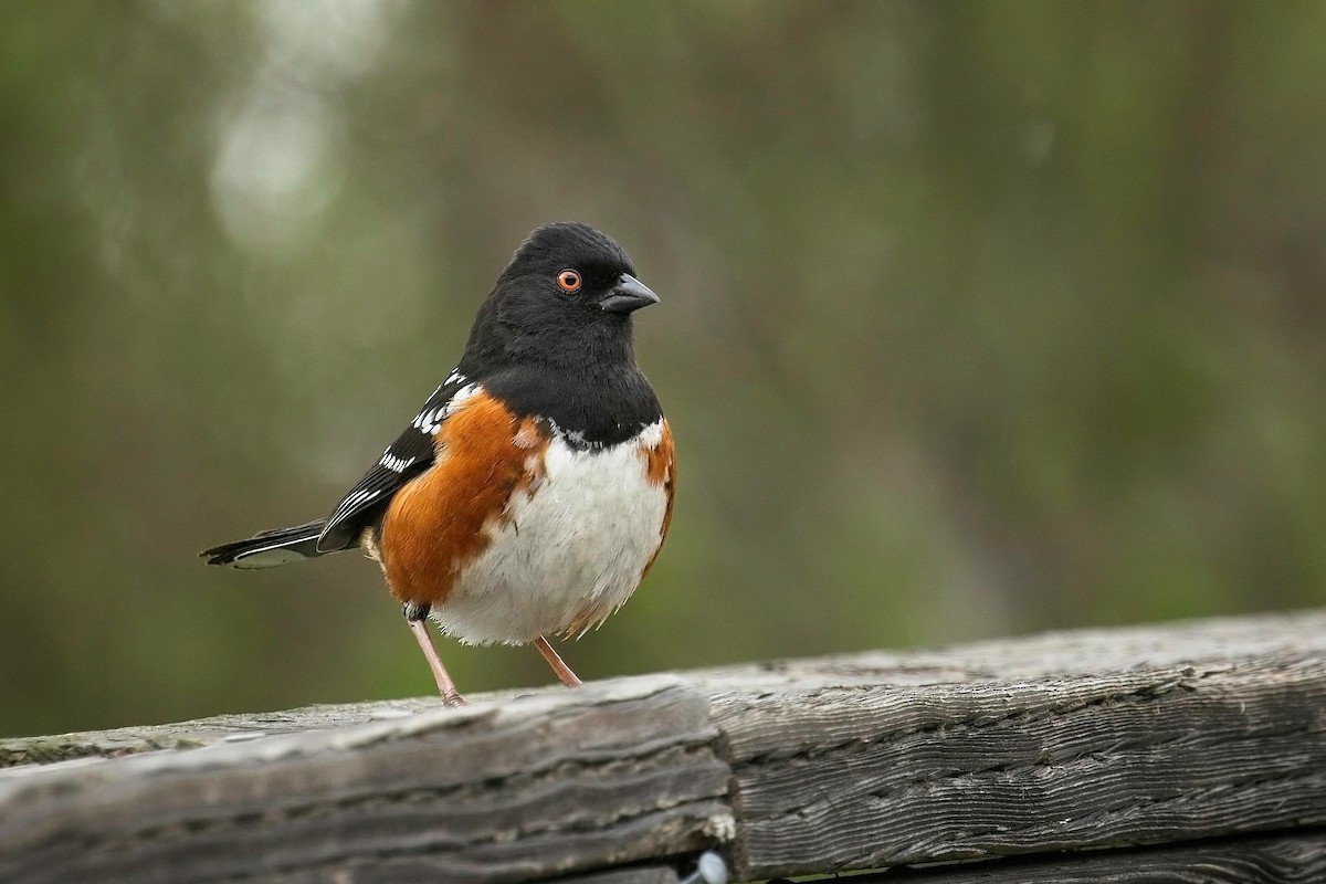 Spotted Towhee - ML616518247