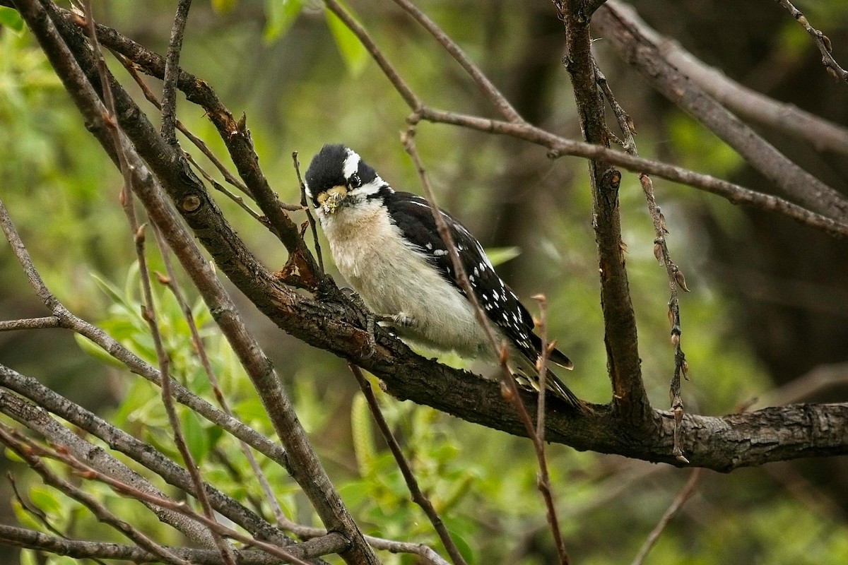 Downy Woodpecker - ML616518294