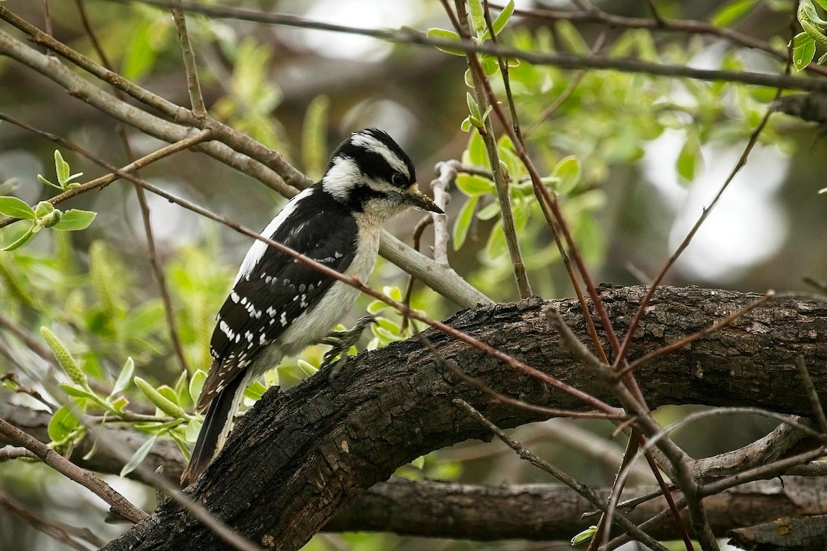 Downy Woodpecker - ML616518295