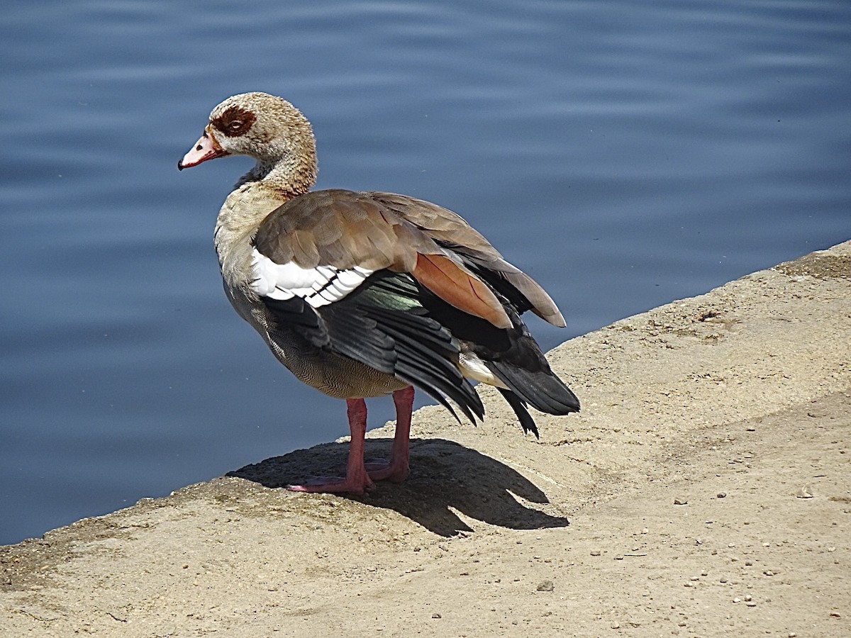 Egyptian Goose - Julia Ray