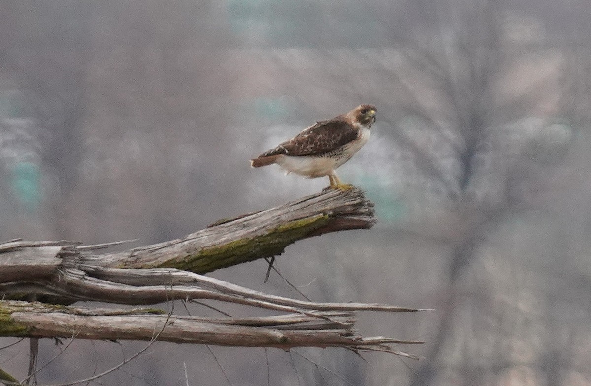 Red-tailed Hawk - Dennis Mersky