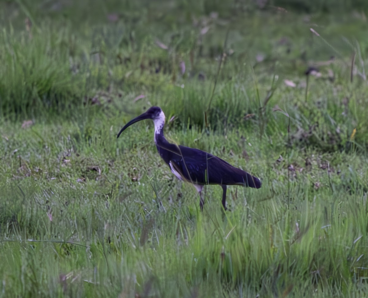ibis slámokrký - ML616518411