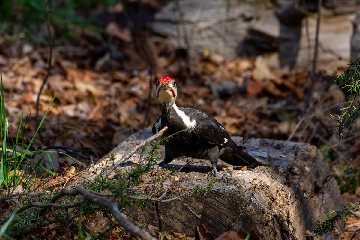 Pileated Woodpecker - ML616518412