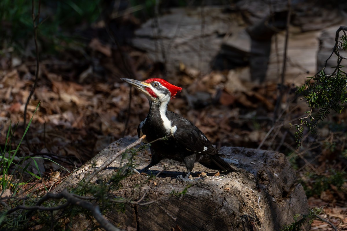Pileated Woodpecker - ML616518413