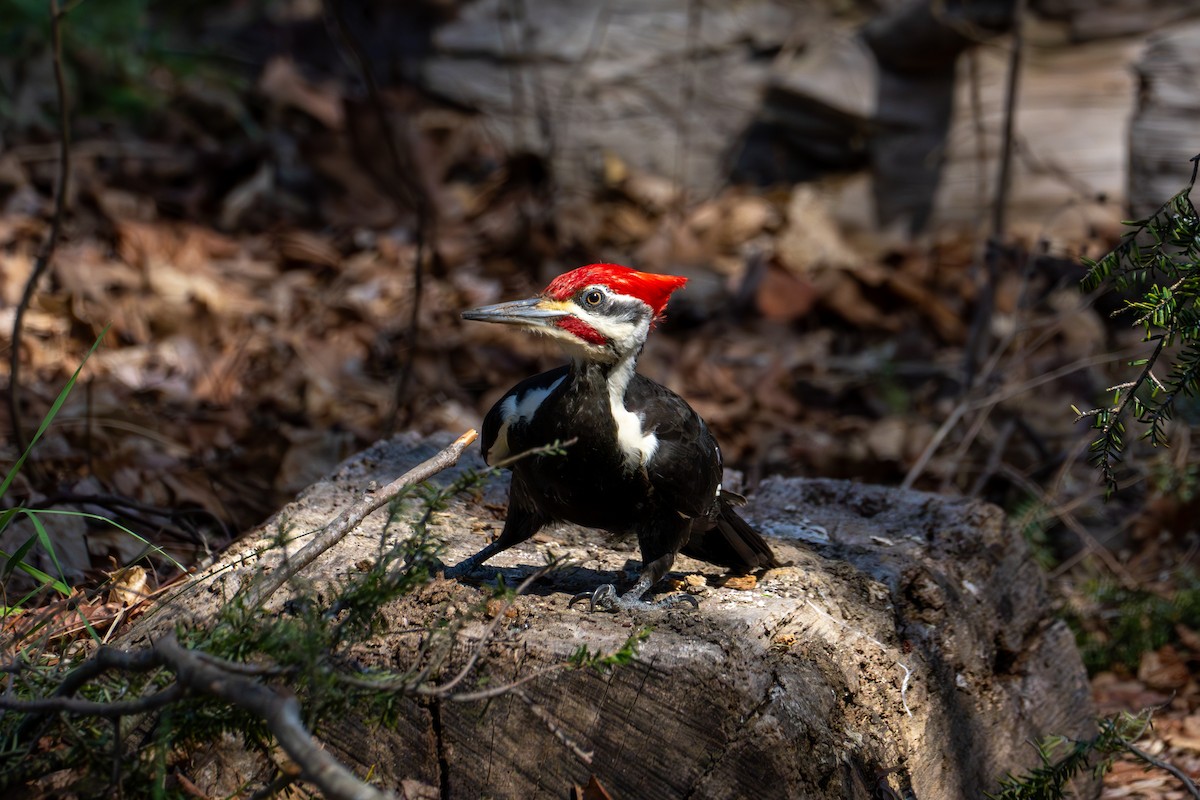 Pileated Woodpecker - ML616518414