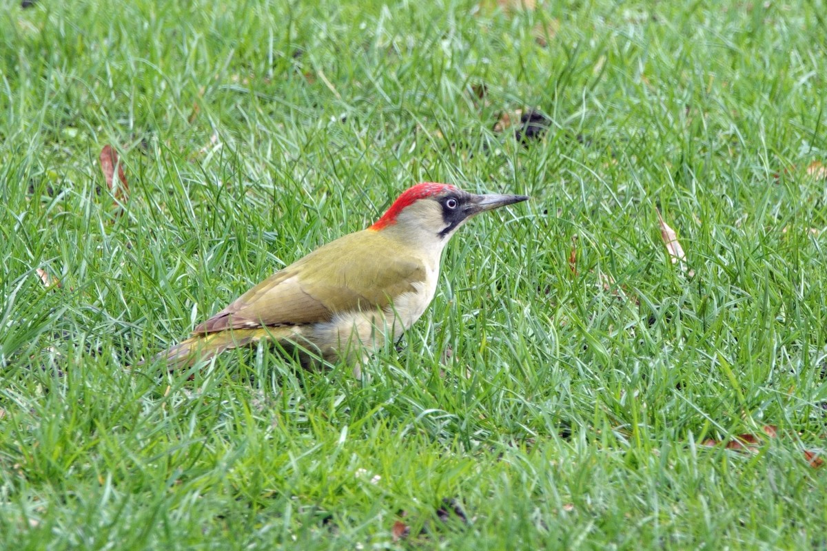 Eurasian Green Woodpecker (Eurasian) - ML616518571