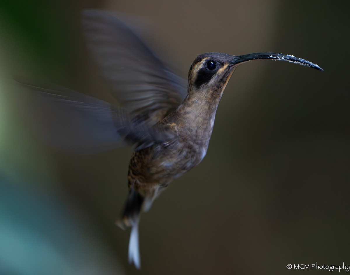Long-billed Hermit - Mary Catherine Miguez