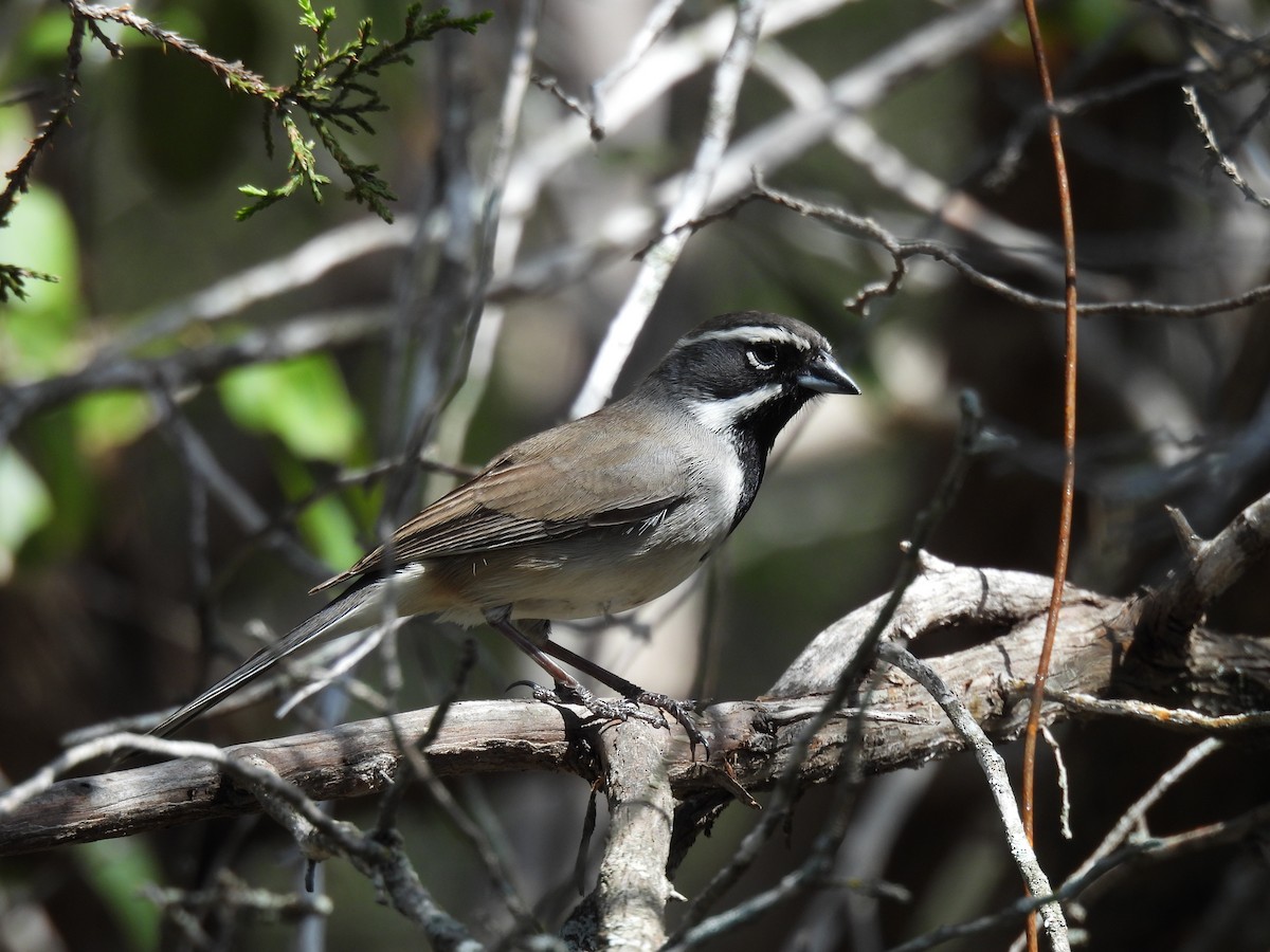 Black-throated Sparrow - Kathleen Dvorak