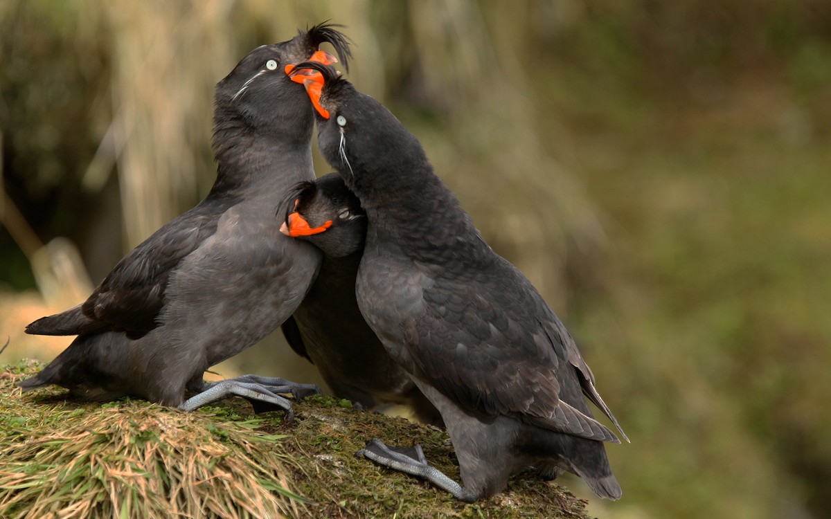 Crested Auklet - ML616518643