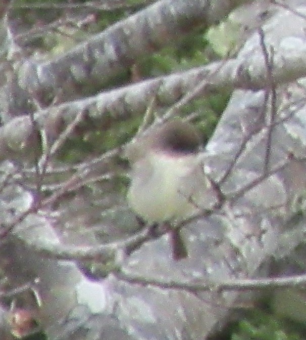 Eastern Phoebe - Nova Scotia Bird Records
