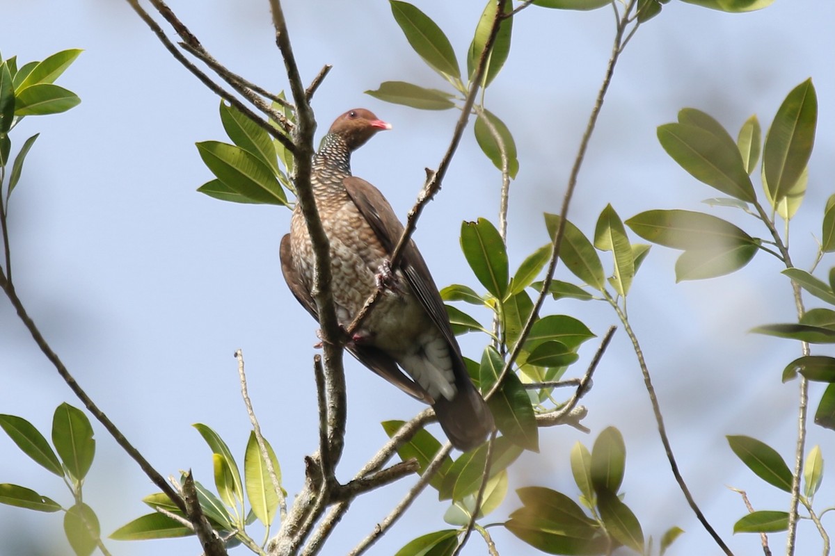 Scaled Pigeon - ML616518650
