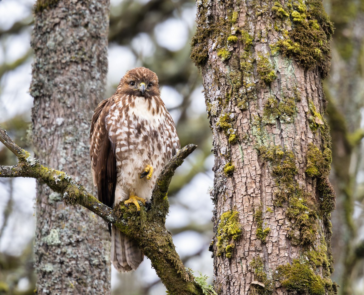 Red-tailed Hawk - ML616518679