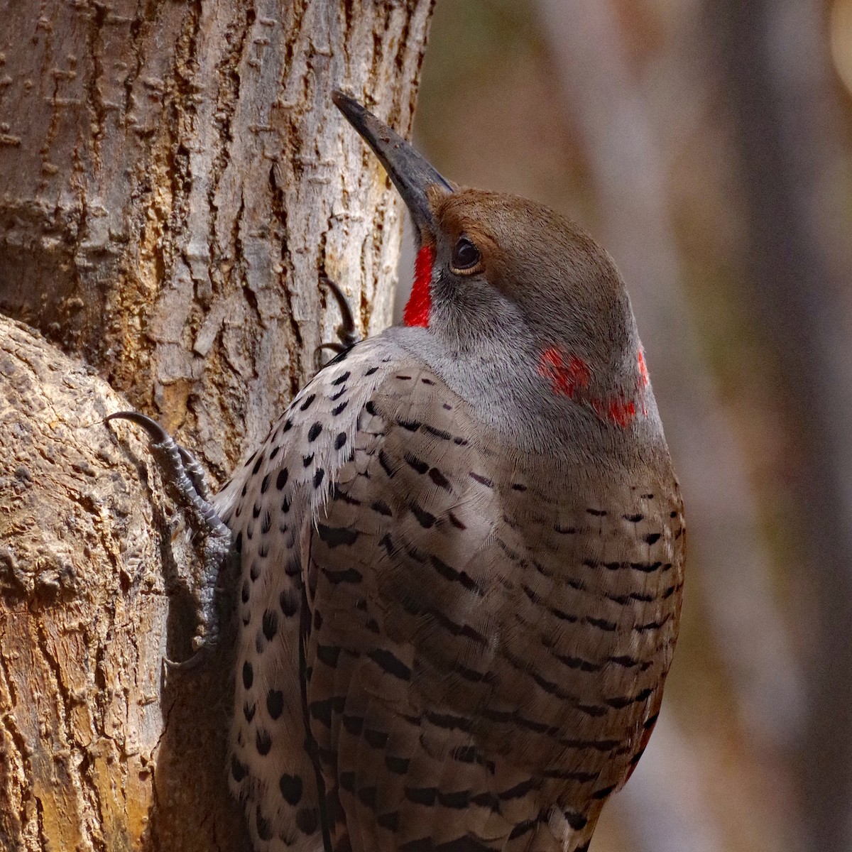 Northern Flicker (Yellow-shafted x Red-shafted) - ML616518682