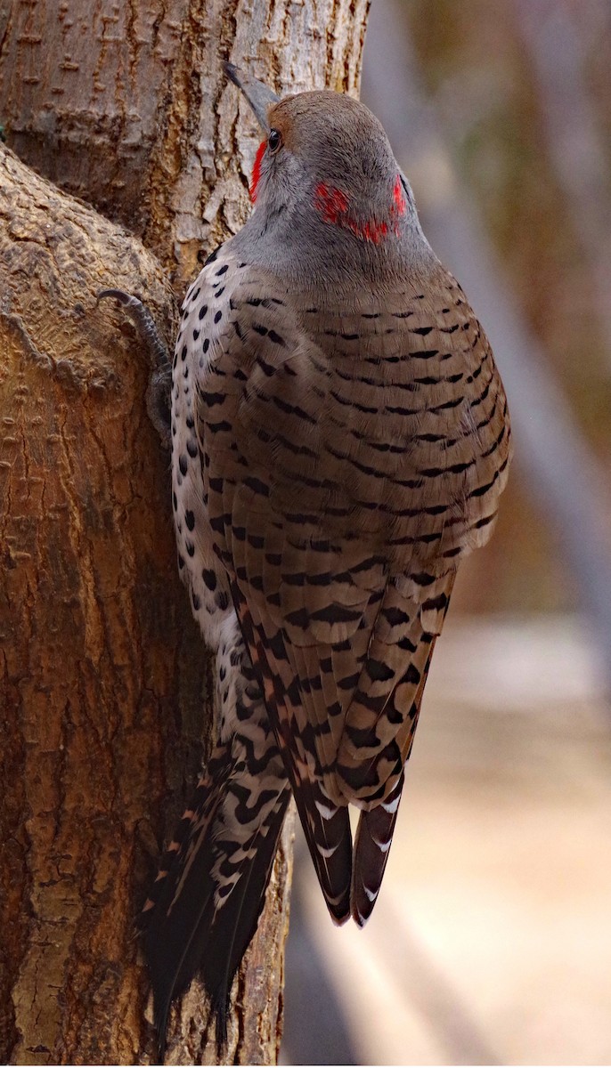 Northern Flicker (Yellow-shafted x Red-shafted) - ML616518683