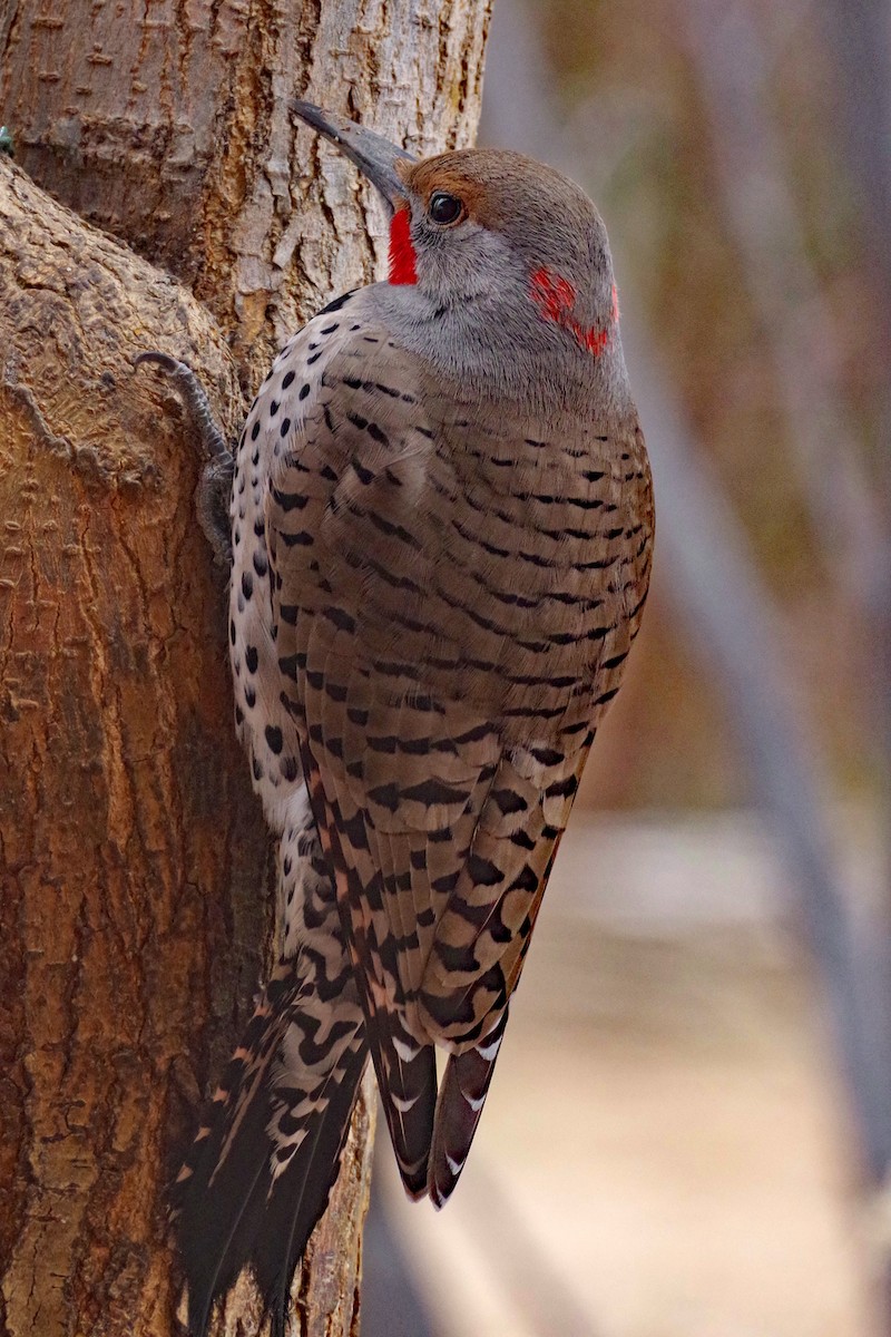 Northern Flicker (Yellow-shafted x Red-shafted) - ML616518684