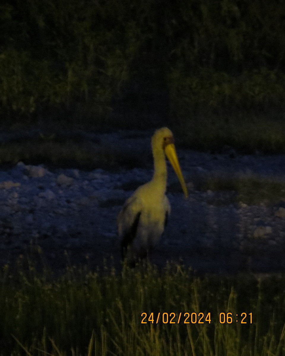 Yellow-billed Stork - ML616518838