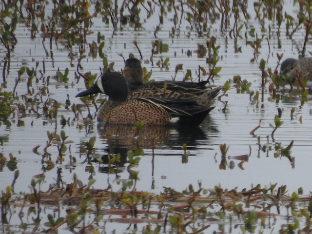 Blue-winged Teal - ML616518843