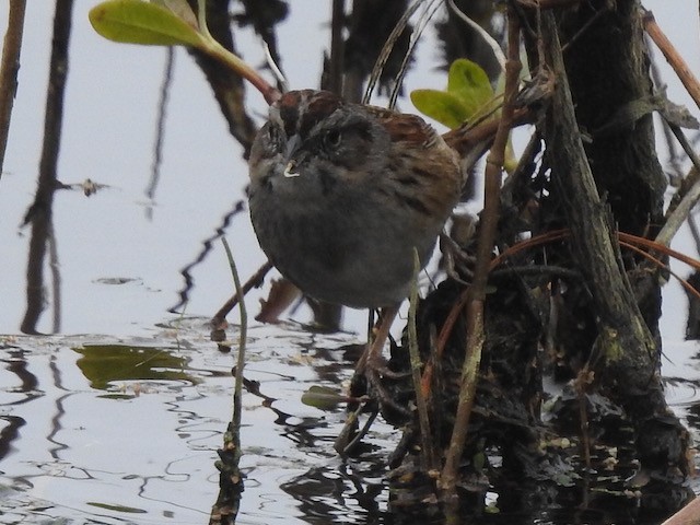 Swamp Sparrow - ML616518928