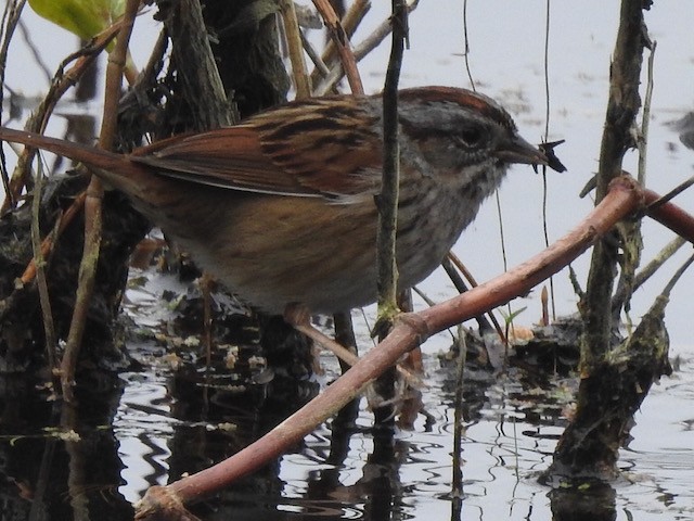 Swamp Sparrow - ML616518929