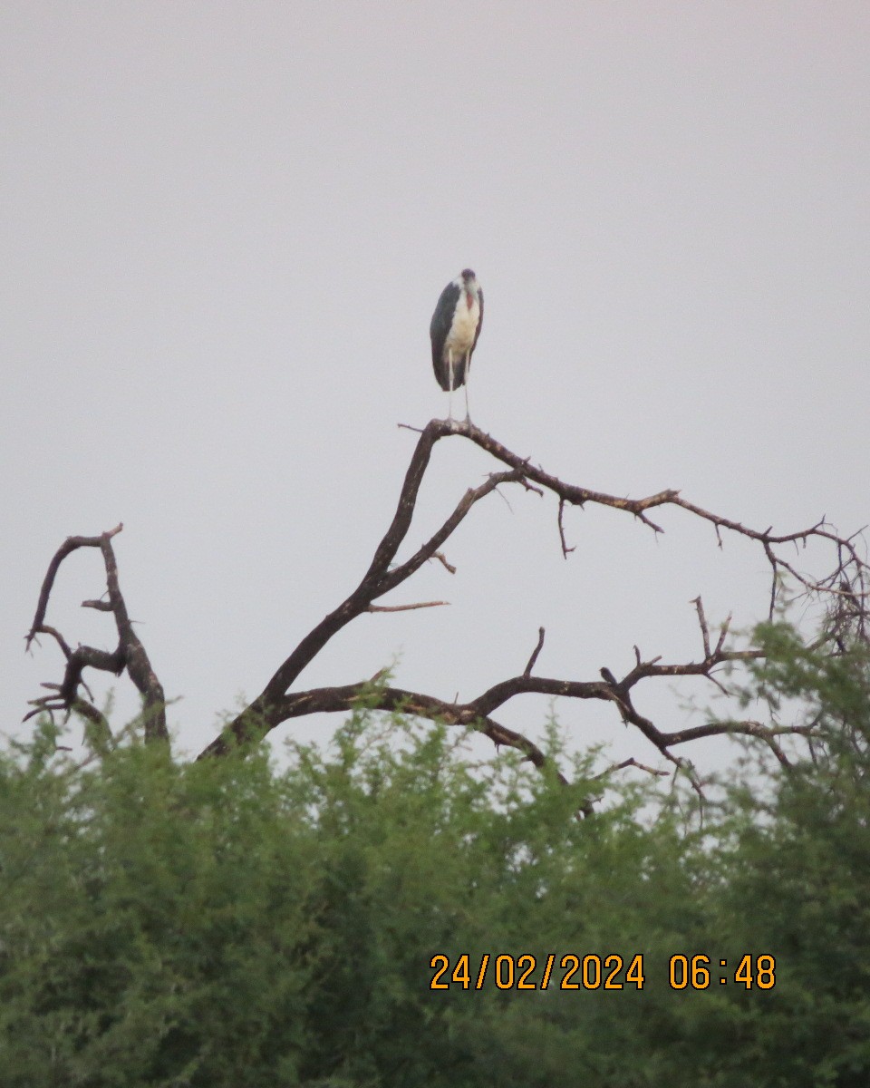 Marabou Stork - ML616518966
