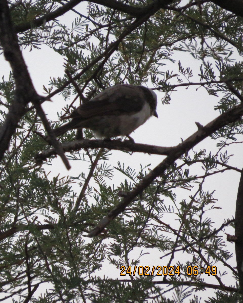 White-crowned Shrike - ML616518971