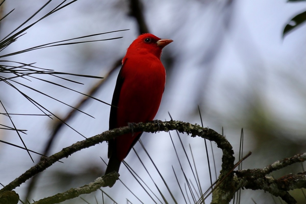 Scarlet Tanager - ML616518976