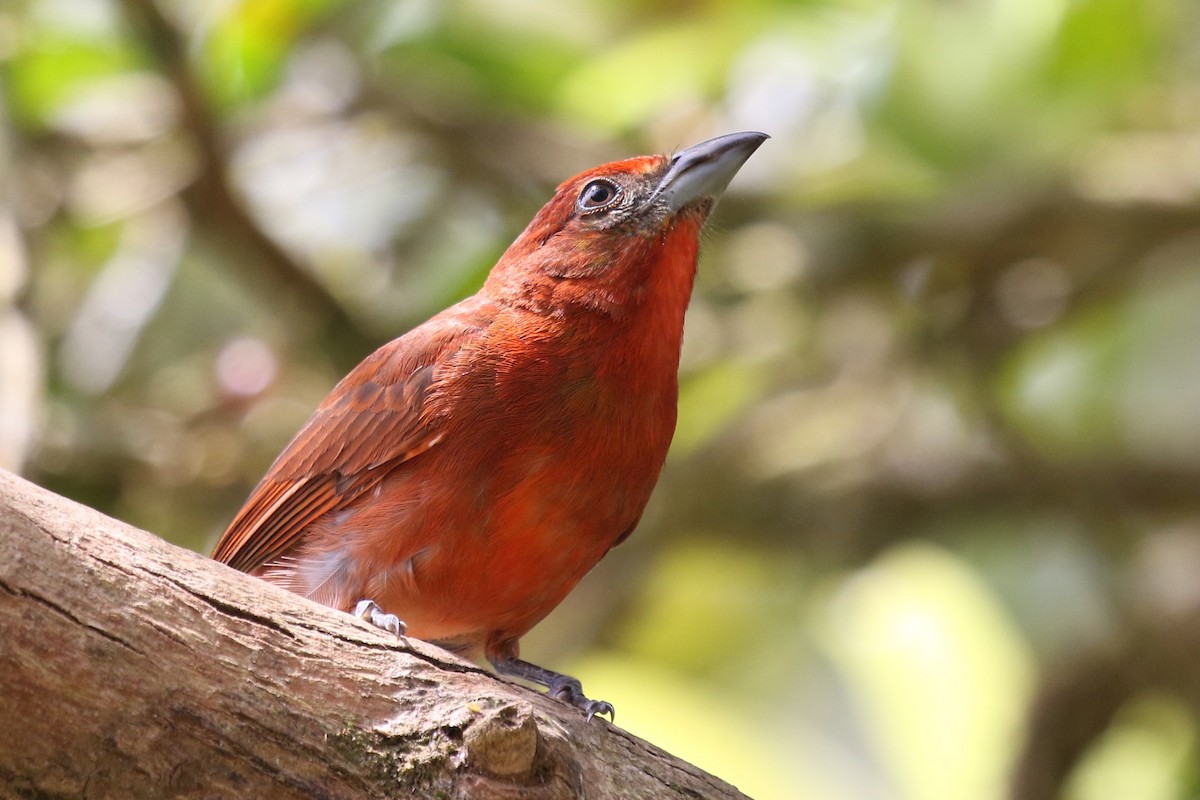 Hepatic Tanager - ML616518985