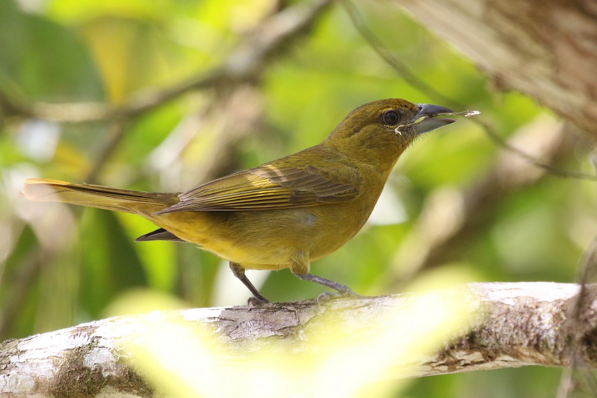 Hepatic Tanager - ML616518986