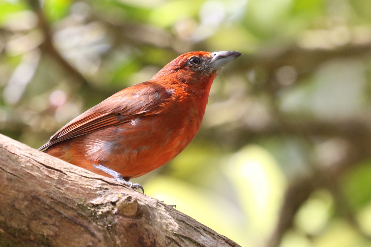 Hepatic Tanager - ML616518988