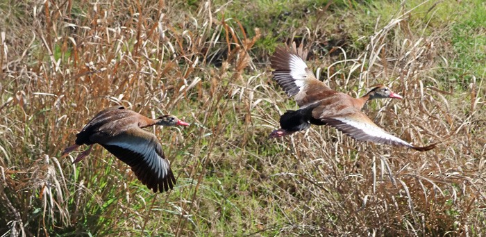 Black-bellied Whistling-Duck - Terry Hibbitts