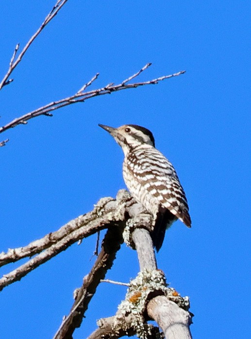 Ladder-backed Woodpecker - Terry Hibbitts