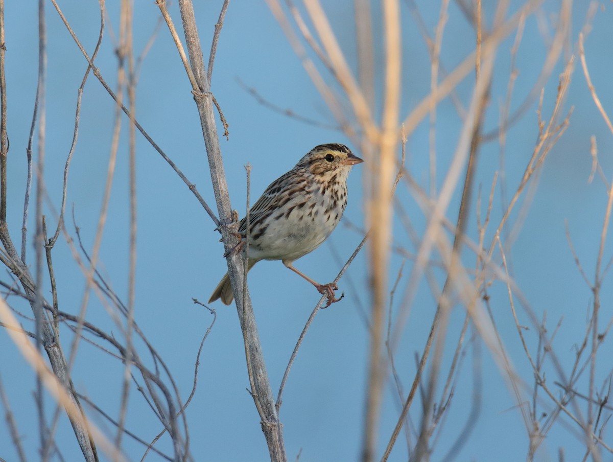 Savannah Sparrow - ML616519062