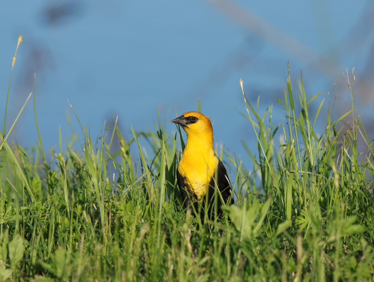 Yellow-headed Blackbird - ML616519086