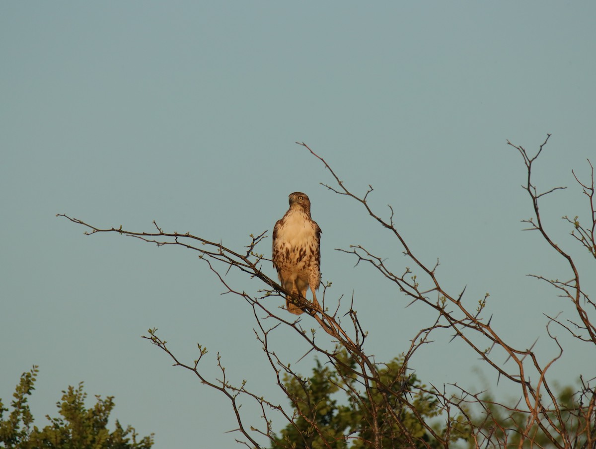 Red-tailed Hawk - ML616519139